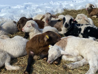 Katadhin Ewes and Lambs