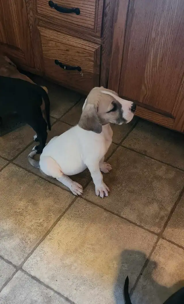 Great Dane puppies in Dogs & Puppies for Rehoming in Barrie - Image 6