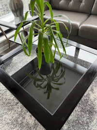 Glass Coffee Table plus 2 Side Tables 