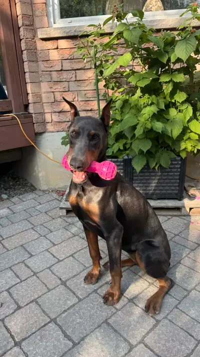 Rare Blue Doberman – 8-Month-Old Female for Rehoming, View more