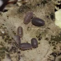 Bioactive Supplies! Isopods, Springtails, and more!
