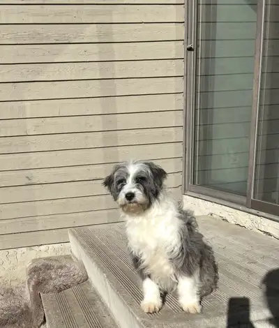 9-Month-Old Aussiedoodle – Loving Home Needed (URGENT REHOMING), View more