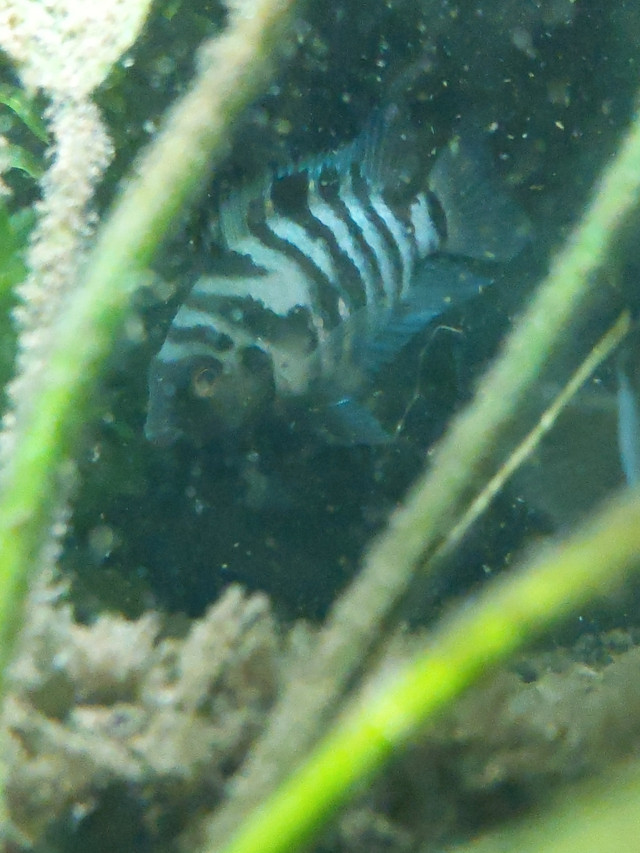 Black convict in Fish for Rehoming in Gatineau - Image 2