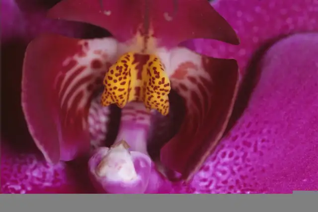 LIVE Interactive Photography Courses (Online)64551245082241124