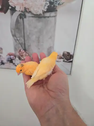 Handtame Canaries, View more