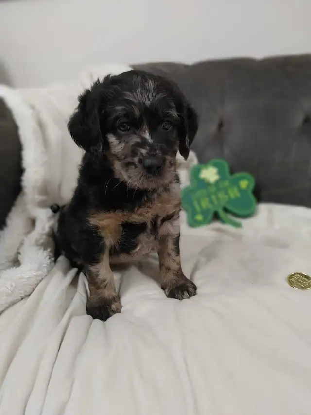 2 Left -  F1 Labradoodle Puppies (Chocolate & Multicolored) in Dogs & Puppies for Rehoming in Delta/Surrey/Langley - Image 6