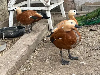 Ruddy Shelducks -RARE, View more