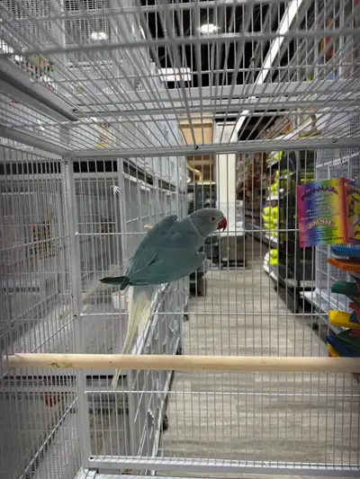 High-end Ringneck - Please google or use chatgpt to understand the mutation. Beautiful Indian Ringne...