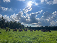 Local meats - grassfed and pasture raised