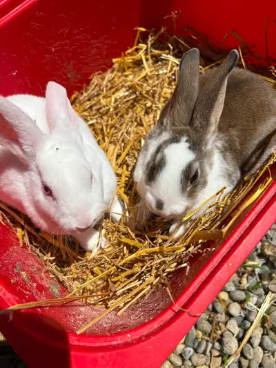 Purebred Pedigreed Rex Bunny/rabbits, View more