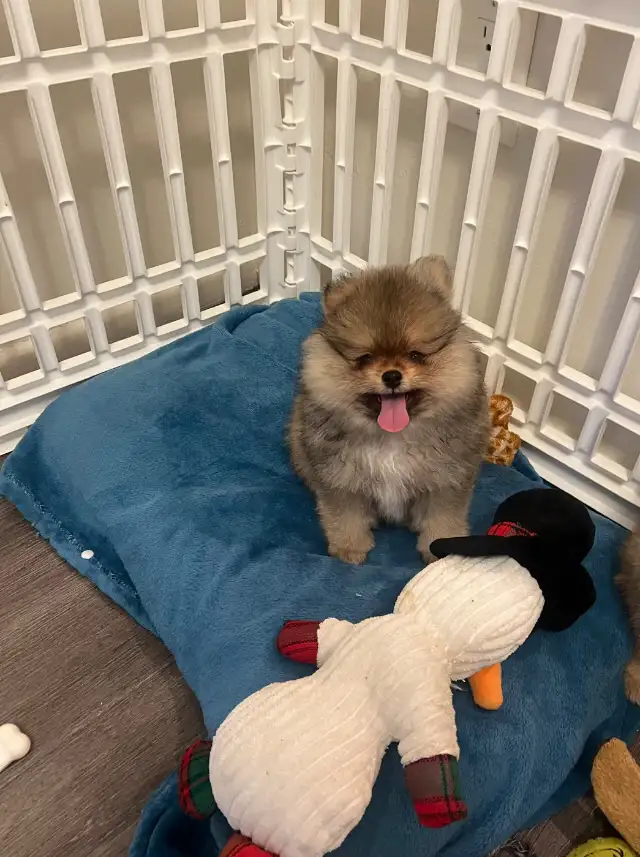 Teddy bear pomeranians in Dogs & Puppies for Rehoming in Mississauga / Peel Region - Image 8