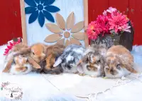 Mini Lop x Holland Lop bunnies 