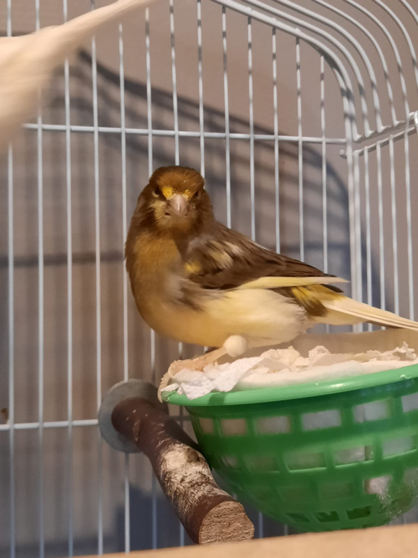 4 Canaries in Birds for Rehoming in Chatham-Kent