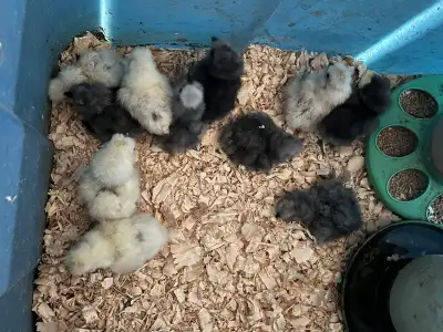 Blue and Splash Silkie Chicks, View more