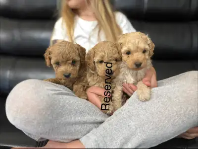 toy poodle puppies 2 left!, View more