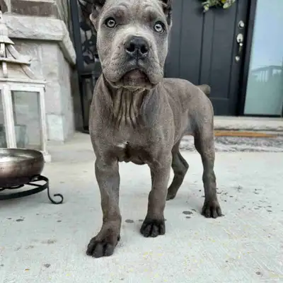 Blue Female CANE CORSO , View more