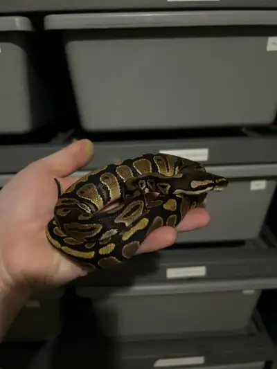 Female Baby Ball Python Pairing was a Pied Het MJ x Het Pied Eating well on F/T rats Looking to ✈️ I...