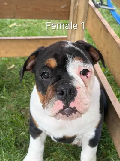 Serious inquiries only. Won't respond to 'Are these available.' English bulldogs are known for being...
