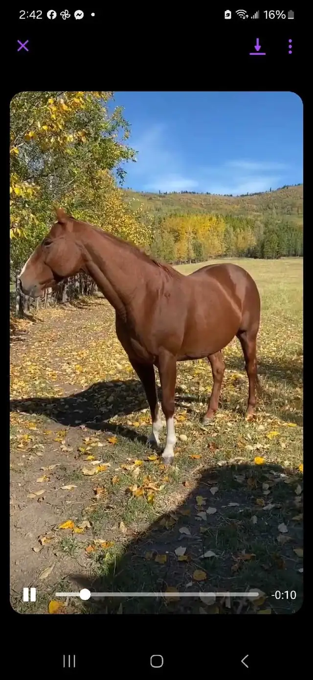 Aqha colt barrel prospect in Horses & Ponies for Rehoming in Red Deer - Image 4