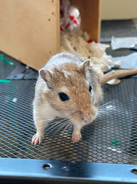 Female gerbil, 4.5 months old- $30 for tank, lid etc.