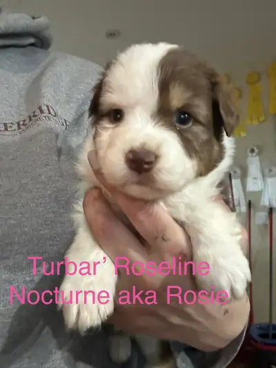 Purebred CKC reg’d Australian Shepherd pup, View more