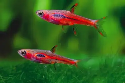 Chili Rasbora Wholesale price for sale, View more