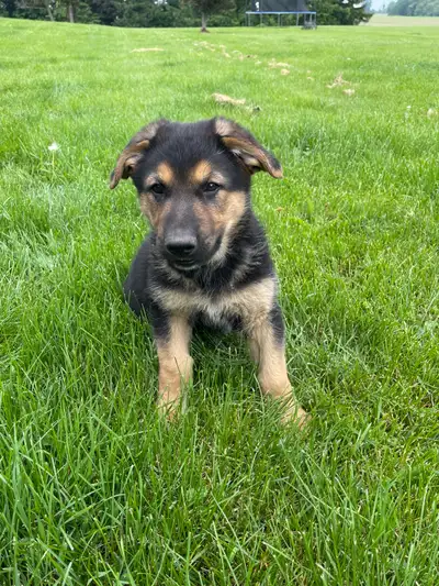 Looking for a loyal companion? These 3 adorable German Shepherd puppies are ready to find their fore...