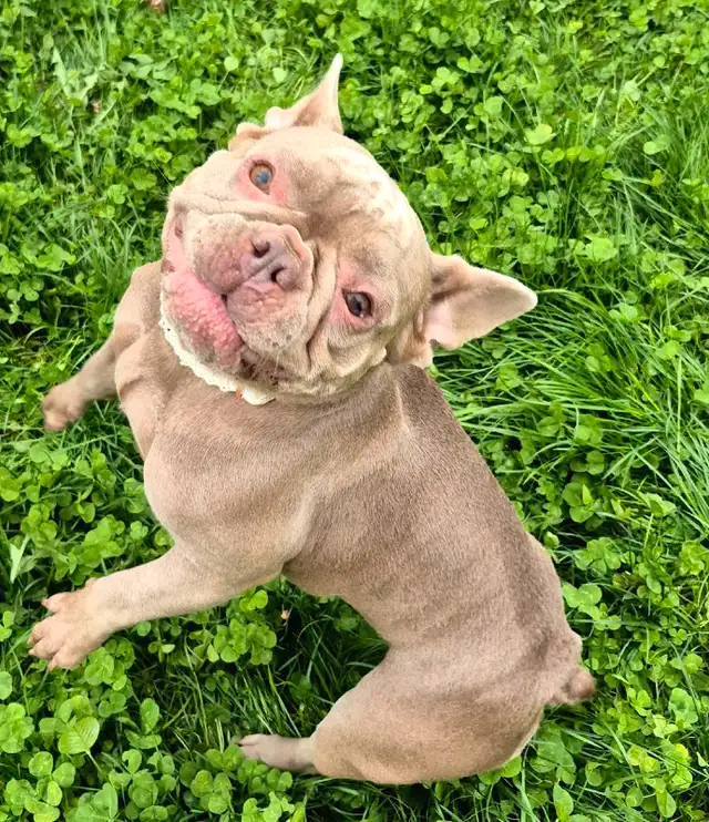 Recherche familles d'accueil pour bouledogues français in Dogs & Puppies for Rehoming in Longueuil / South Shore - Image 3