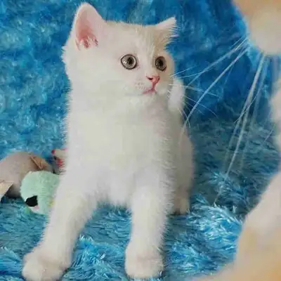 Kitten for rehoming, View more