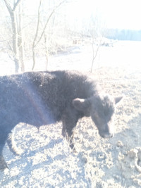 Maine D'Anjou bull calf