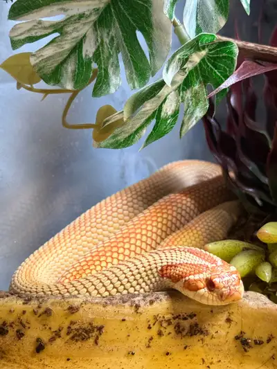 albino supercondaa het snow hognose, View more