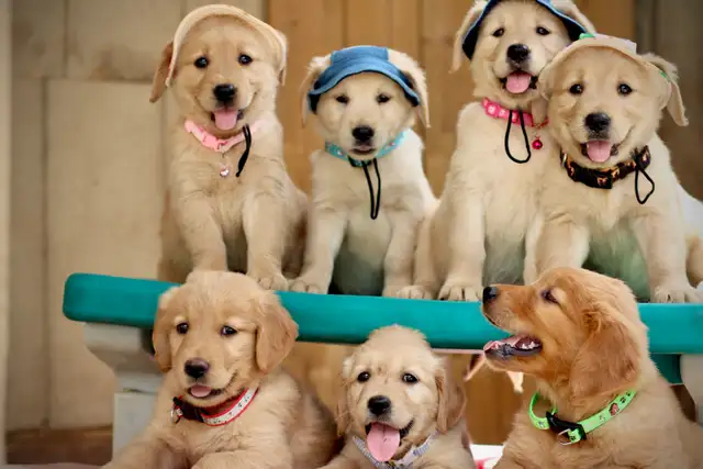 Golden retriever puppies in Dogs & Puppies for Rehoming in Mississauga / Peel Region - Image 9