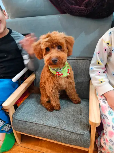 1-Year-Old Teddy Toy Poodle – Fully Vaccinated + Crate & Acce, View more