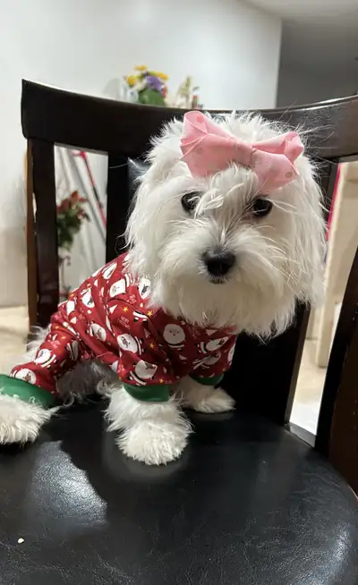 Puppy she’s a girl, Maltese Shire, View more