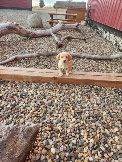 Chihuahua x Beagle, View more