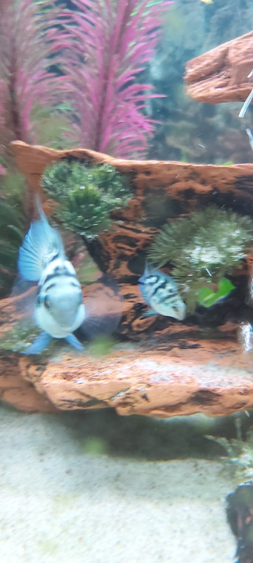 Baby blue polar parrot cichlids in Fish for Rehoming in Gatineau - Image 4