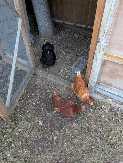 Chickens, View more