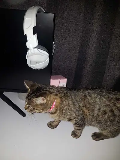 cat for sale , View more
