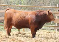Simmental yearling bull - commercial 