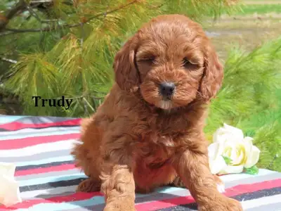 Mini Golden doodle puppy, View more