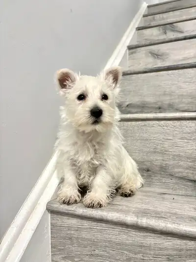 Westie puppy rehoming, View more