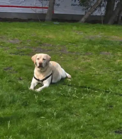 Labrador For Rehoming , View more