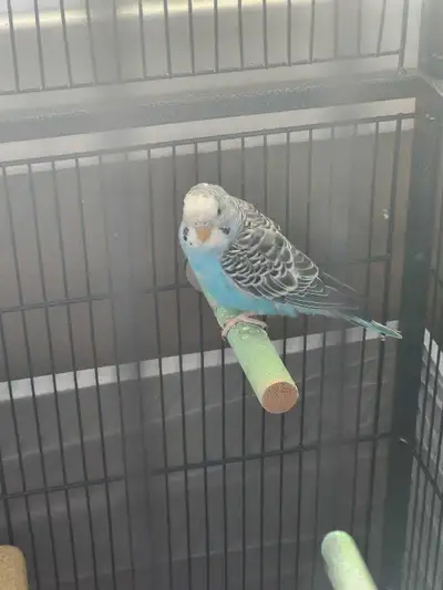 3 budgies with a large flight cage. Asking 250$ for everything. Left over food will also be provided...