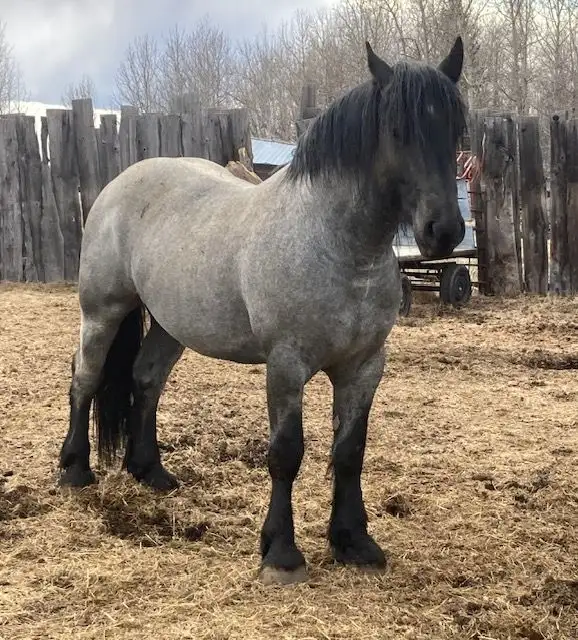 Blue Roan Draft Stallion in Horses & Ponies for Rehoming in Edmonton - Image 4