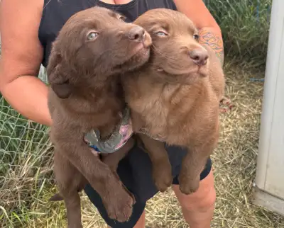 chocolate Lab pups for sale ready to go, View more
