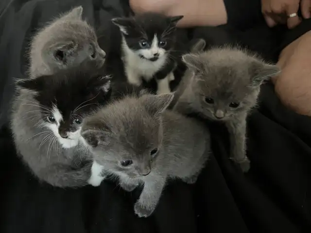Kittens 2 months old in Cats & Kittens for Rehoming in City of Montréal - Image 2