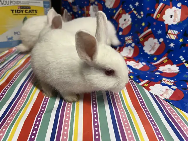 Baby Netherland dwarf bunnies for sale in Small Animals for Rehoming in City of Toronto - Image 5
