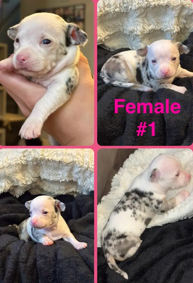 chihuahua puppies in Dogs & Puppies for Rehoming in London - Image 4