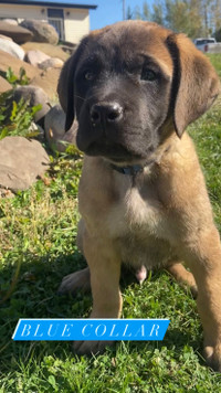 READY TO GO HOME! CKC Registered English Mastiff Puppies 