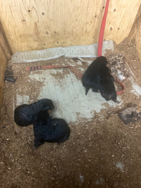 Rottweiler puppies for sale (reserve now)